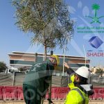 Tree Planting, Transplanting & Irrigation Network